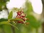 Lonicera giraldii